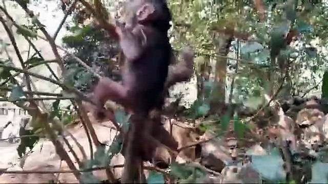 Monkey -Sweet pea and baby Jessie