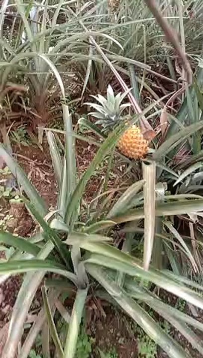 Pineapple fruit