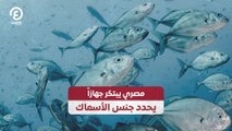 مصري يبتكر جهازاً يحدد جنس الأسماك
