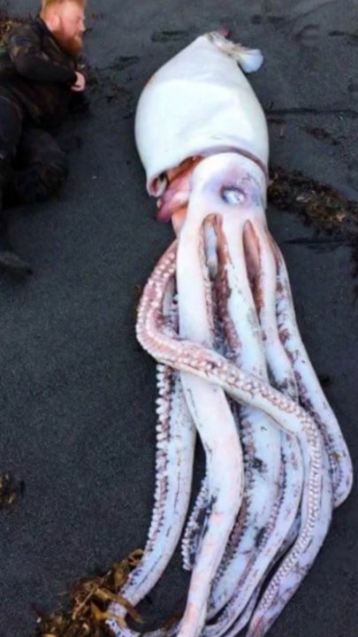 giant squid