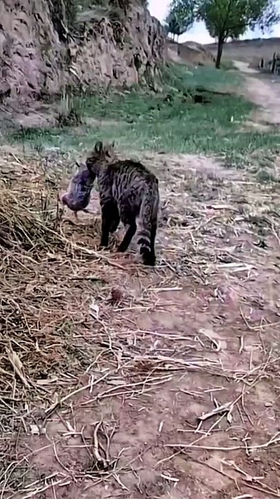 Cat And Mouse Fighting | Cat Fighting With Mouse | Animals Funny Moments | Funny Animals #animal  #cats #satisfyingvideos #catshorts #mouse #rat #fight