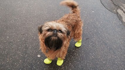 Rude Behaviors to Avoid With Other People’s Pets