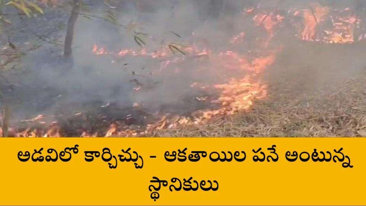 నంద్యాల: అడవిలో కార్చిచ్చు - ఆకతాయిల పనే అంటున్న స్థానికులు