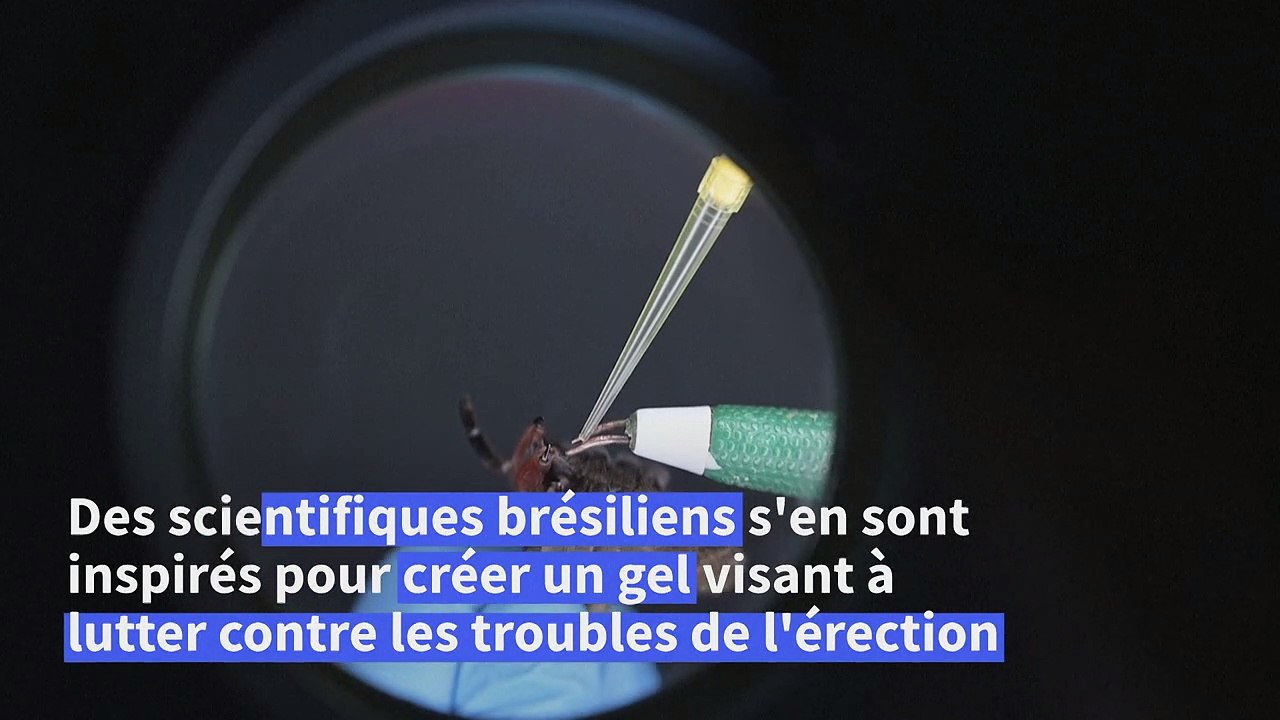Au Brésil, une araignée venimeuse au secours des problèmes d'érection