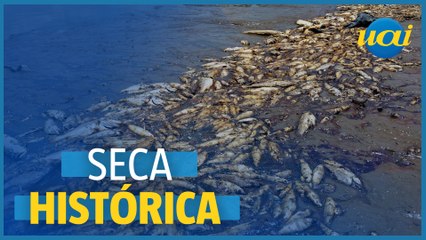 Seca no Amazonas causa morte de botos e peixes