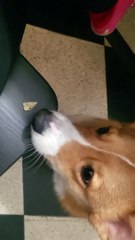 Merlin essaie de manger une chips