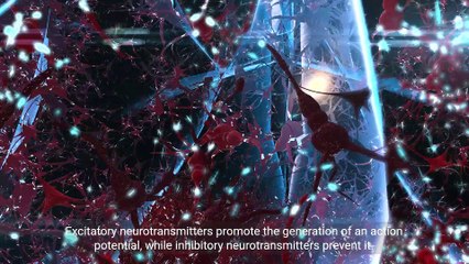 Chemical Transmission - The Language of Neurons