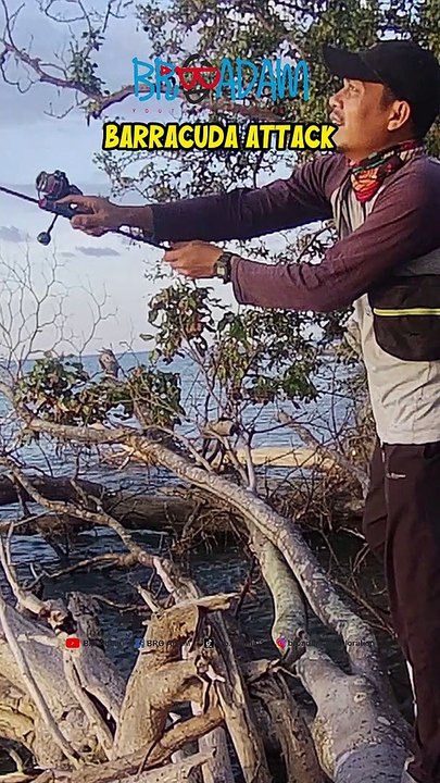 Barracuda attack