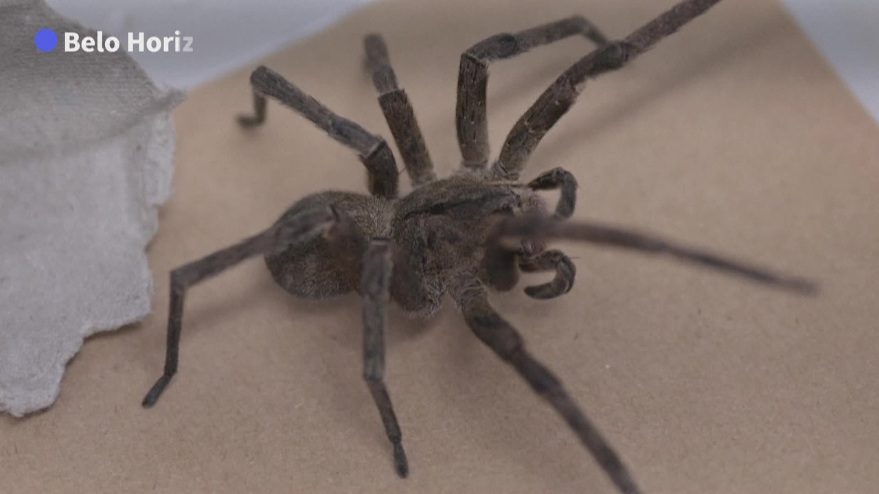 Au Brésil, une araignée venimeuse au secours des problèmes d'érection