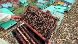 How To Start Honey Farming in Pakistan - 3 Box Khareed Liye  - Village Food Secrets - Mubashir