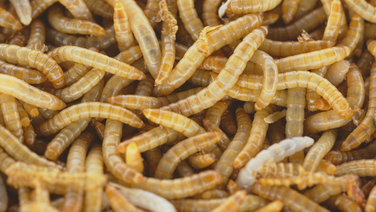 The World's 6 Strangest Diets: Would You Try Them?