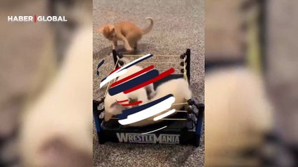 Kedilerin ringde birbirlerine girdiği anlar viral oldu
