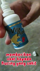 Kucing sakit