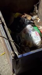 Sauver deux ratons laveurs piégés dans une benne à ordures