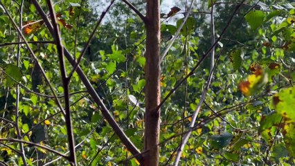 Sadzimy Drzewa: Akcja zdrowego środowiska w Gminie Grodziczno