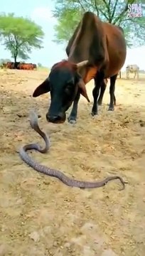Cette vache joue les charmeurs de serpents avec un cobra