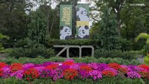 شاهد: الصين تسحب حيوانات الباندا من حدائق أمريكا وتحوّل الدب اللطيف إلى سلاح سياسي