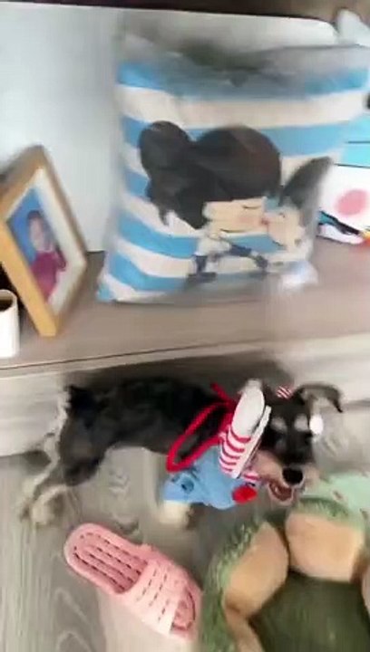 Le déguisement halloween pour chien le plus terrifiant (Vidéo) !