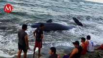 Encuentran ballena encallada en zona costera de Cárdenas, Tabasco