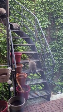Des bébés ratons laveurs descendent les escaliers