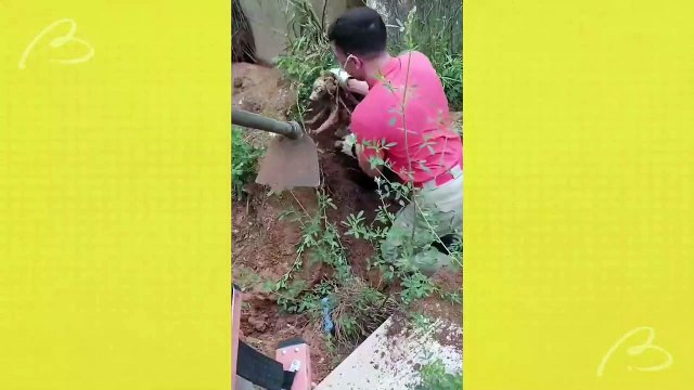 Cachorrinhos são resgatados em Almirante Tamandaré