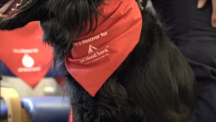 Kent pet donation service says collection is crucial to saving animal lives