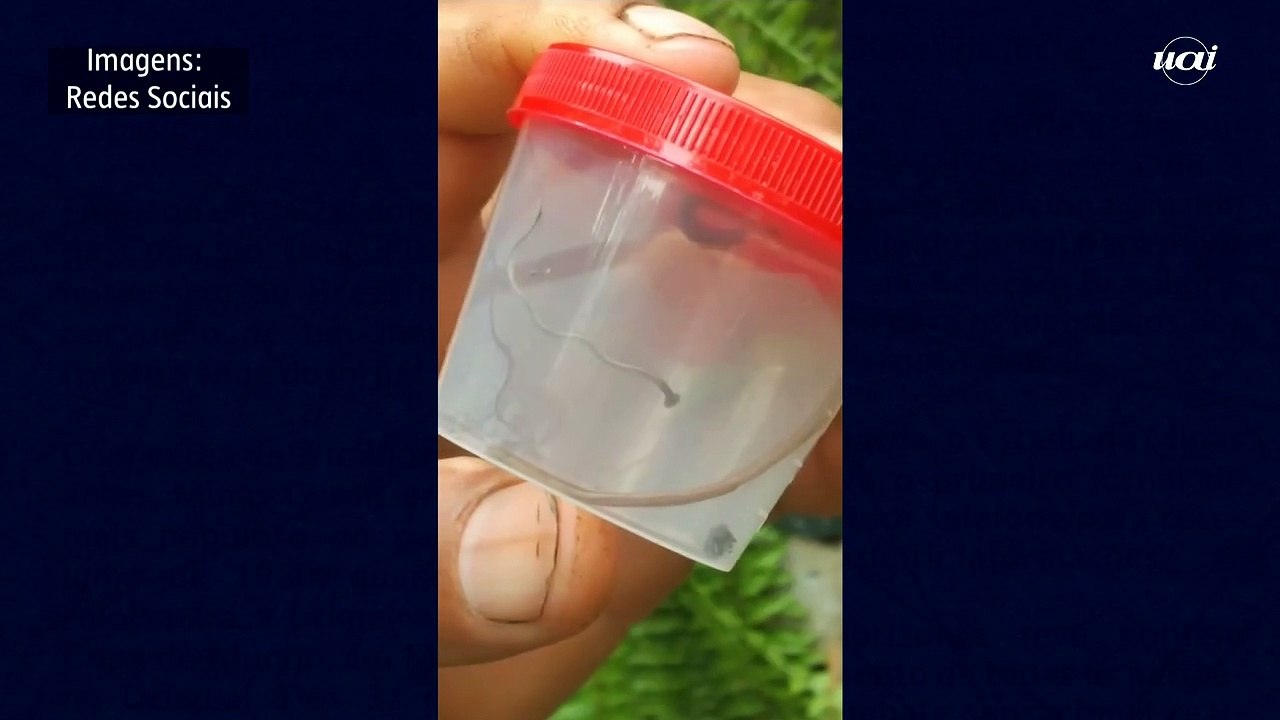 Moradores encontram verme, conhecido como cabeça de martelo, em quintal de uma casa em Pedro Leopoldo, na Região Metropolitana de Belo Horizonte (RMBH)
