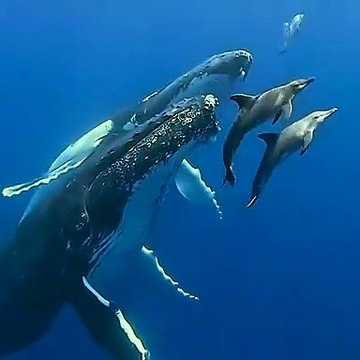 Une rencontre fascinante entre la majesté des baleines et la vivacité des dauphins !