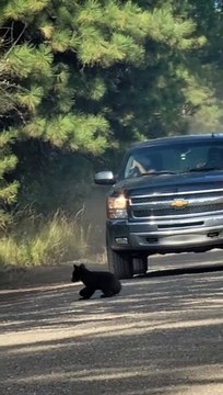 Observers Honk At Truck Approaching Crossing Bear Cub