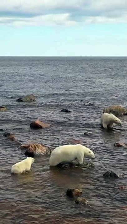 Polar Bear Protecting Her Cub