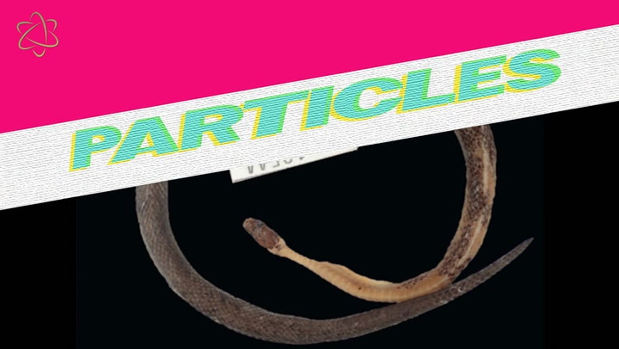 New Snake Species Found in Another Snake’s Stomach