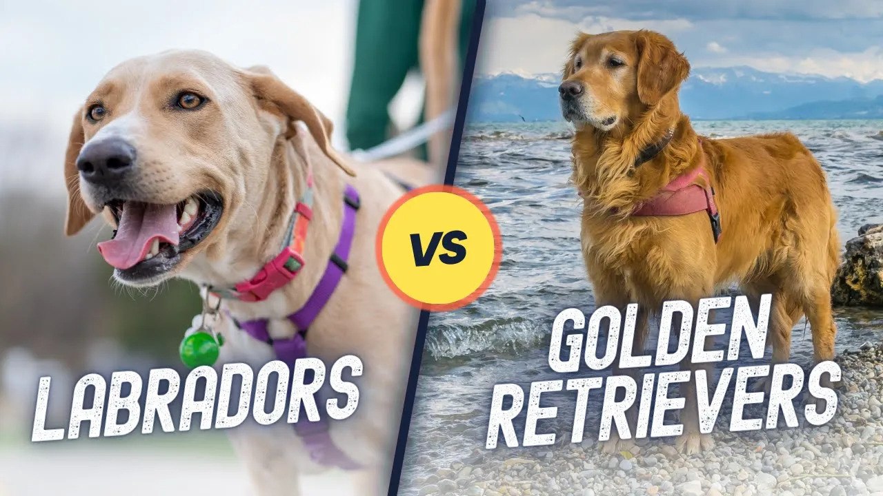 Comparing Labradors and Golden Retrievers: Which Breed Is Right For You?