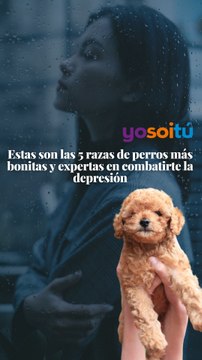 Estas son las 5 razas de #perros más bonitas y expertas en combatirte la #depresion y #ansiedad