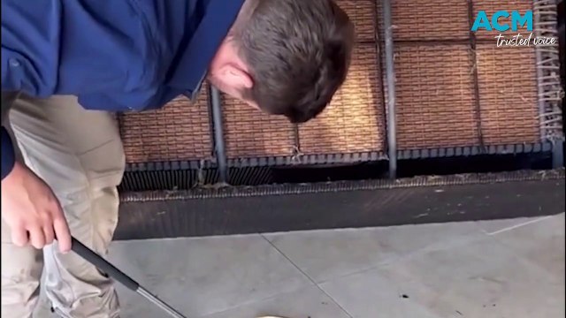 Eastern Brown Snake found in Sunshine Coast couch