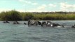 Elephants Swim In Line Across Chobe River in Botswana