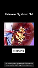 Urinary System 3d animation by MWM Medical