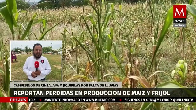 Campesinos reportan pérdidas en producción de maíz y frijol en Cintalapa, Chiapas