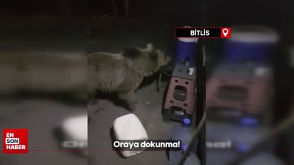 Tarım ve Orman Bakanlığı ekiplerinin arazi çalışmasına boz ayılar da eşlik etti