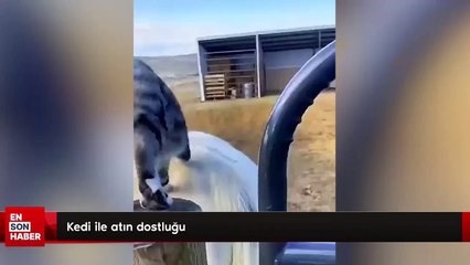 Kedi ile atın dostluğu