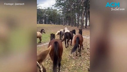 Farmer evacuates horses as bushfire threatens property