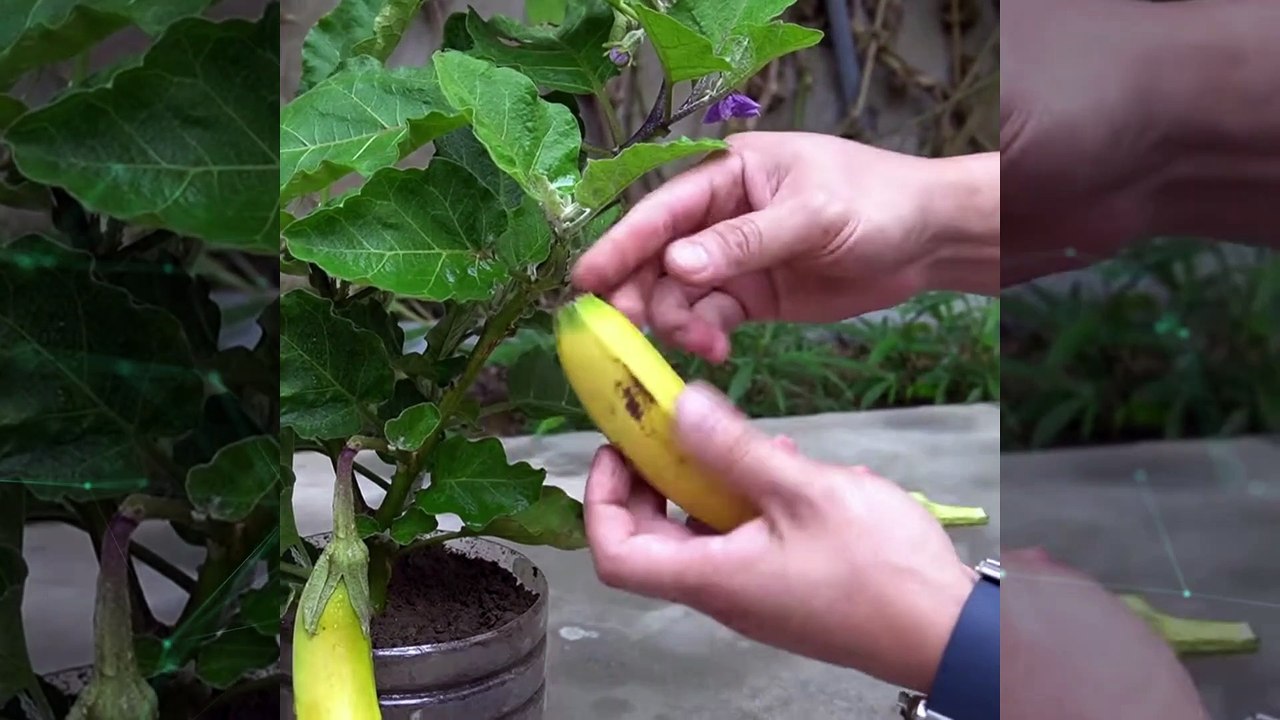 Unlocking the Secret to Growing Bananas Like a Pro