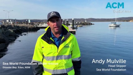 Sea World Foundation rescues entangled whale off Eden, September 2023, Bega District News