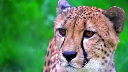 Hunting Leopard - Hunting Namibia Africa