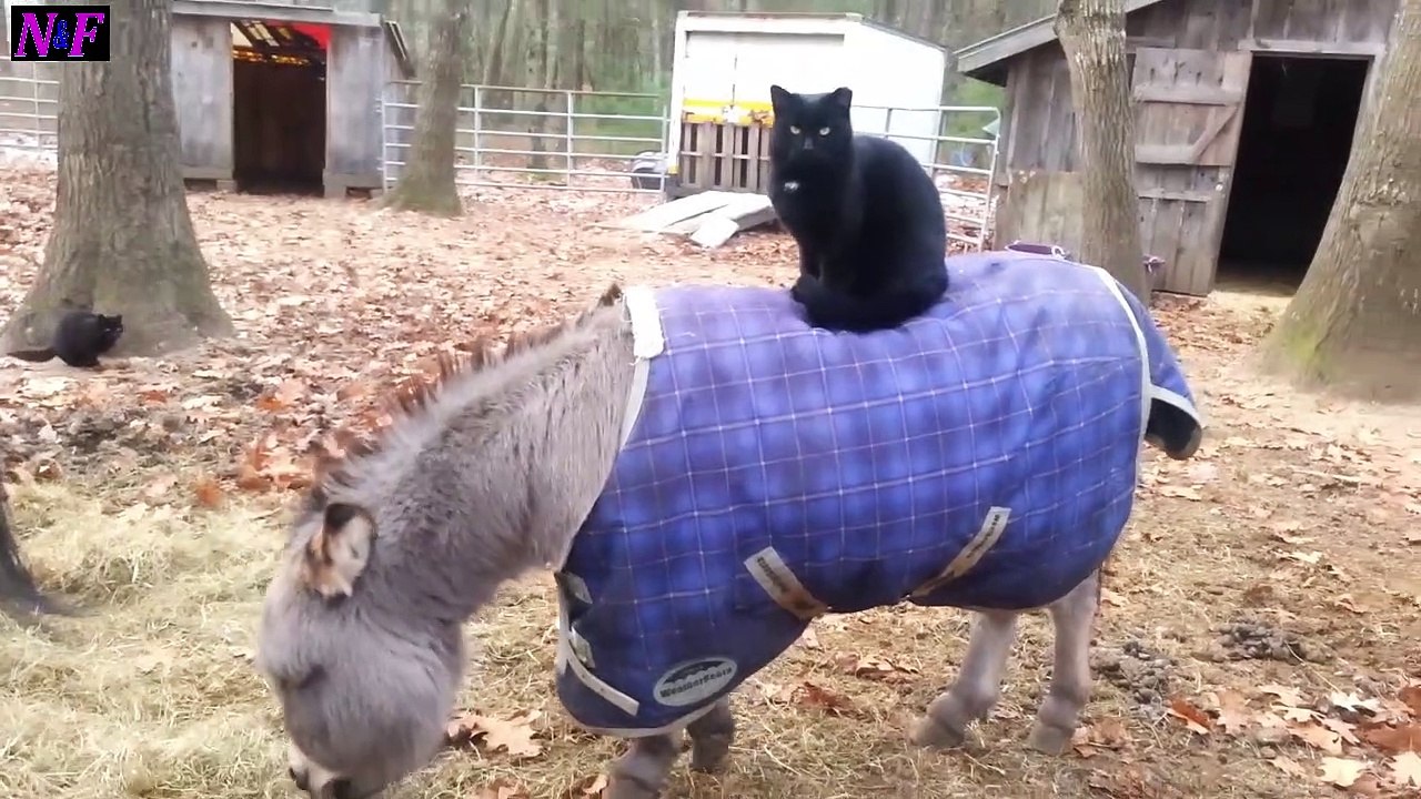 Funniest Cats Videos, The Siliest, Cutest And Funniest Cats 16