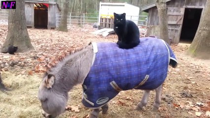 Funniest Cats Videos, The Siliest, Cutest And Funniest Cats 16