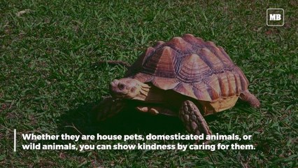 October 4 is 'Kindness to Animals Day'