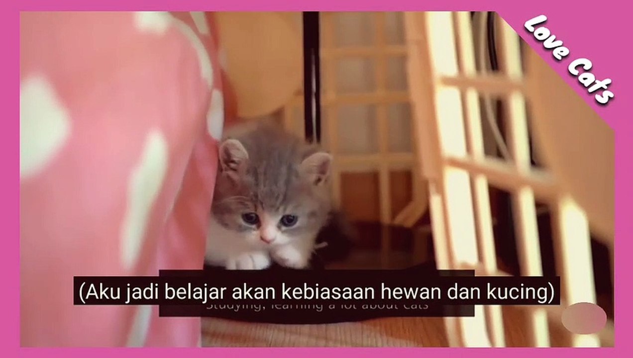 TERHARU..! Anjing Lucu Ini Mencoba Untuk Bersahabat Dengan anak kucing