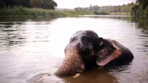 Elephant Enjoying Water And Enjoying Bath