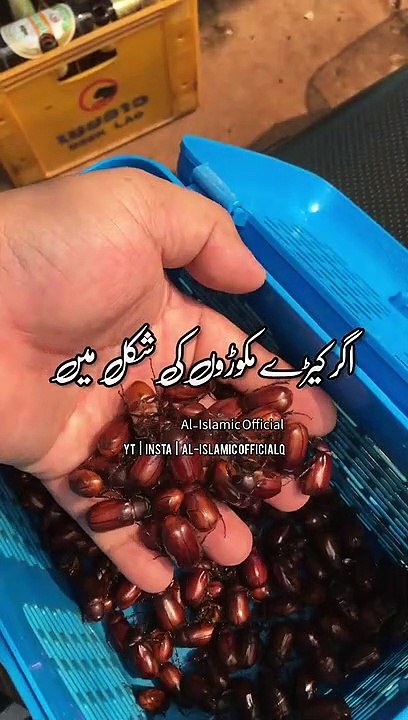 Aurat Janwar Ki Surat Mein Paida Hoti To