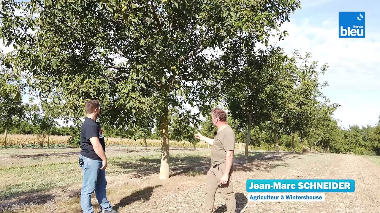 2/6 : planter ses arbres en agro-foresterie avec Jean-Marc Schneider